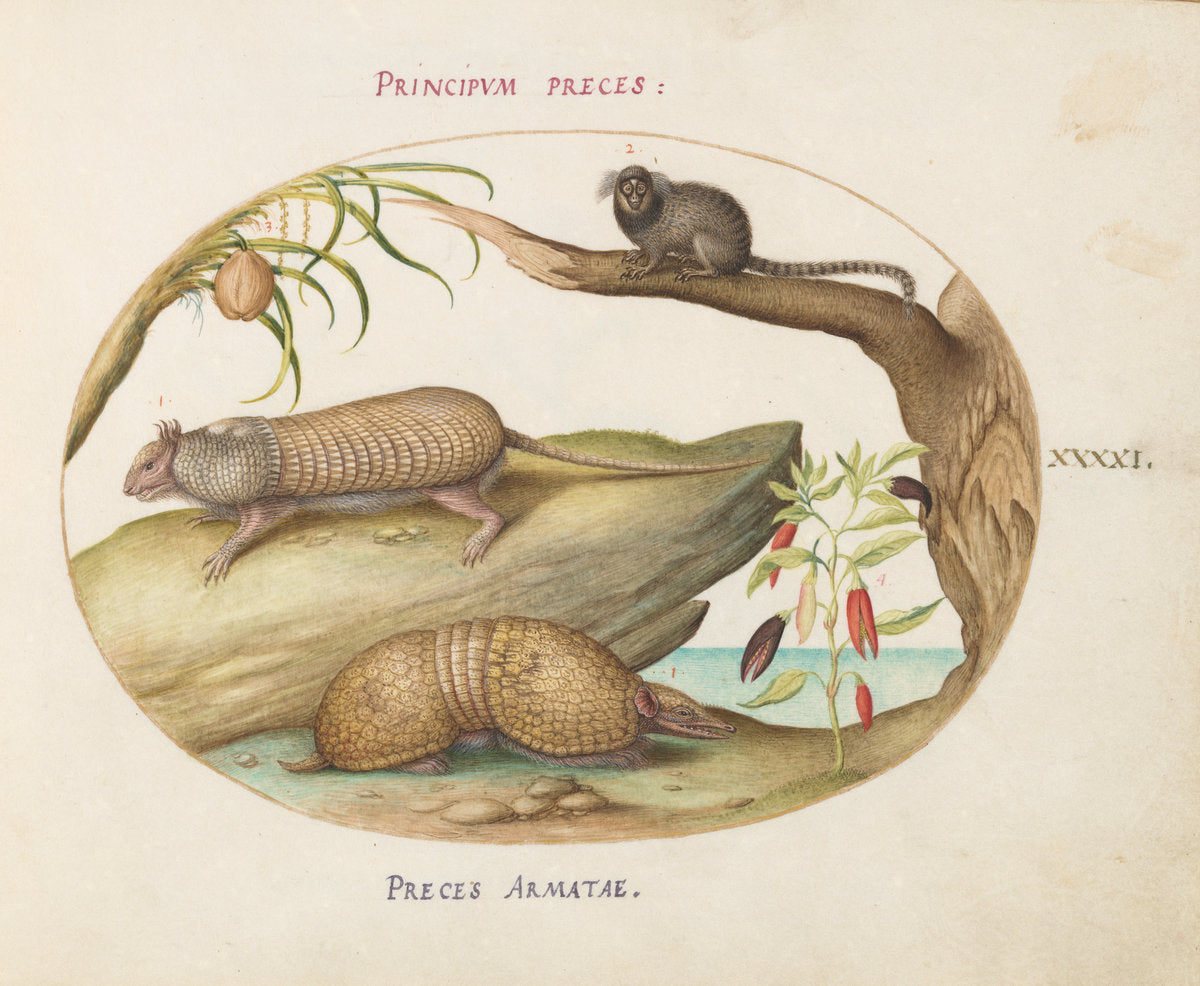 Animalia Qvadrvpedia et Reptilia (Terra): Plate XLI by Joris Hoefnagel (Flemish, 1542 - 1600), 16X12"(A3)Poster Print