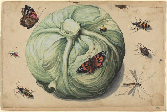early 17th century by Netherlandish 17th Century (Head of Cabbage with Insects), 16X12"(A3)Poster Print