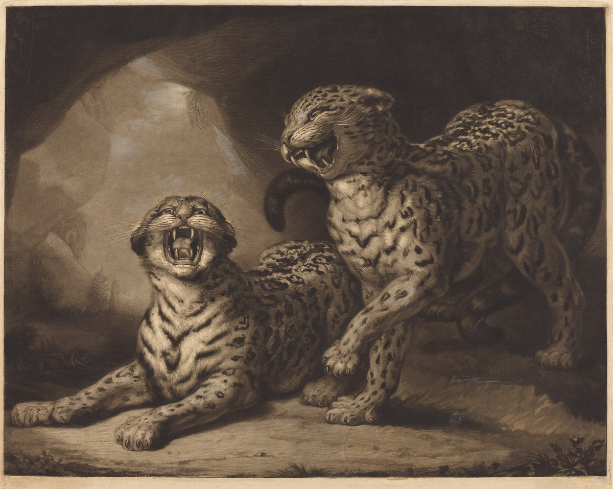 Leopards by Samuel William Reynolds I after James Northcote (British, 1773 - 1835), 16X12"(A3)Poster Print