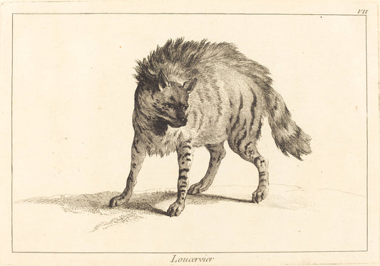 Loucervier (Hyena) by Jacques-Philippe Le Bas and Jean Eric Rehn after Jean-Baptiste Oudry (Swedish, 1717 - 1793), 16X12"(A3)Poster Print
