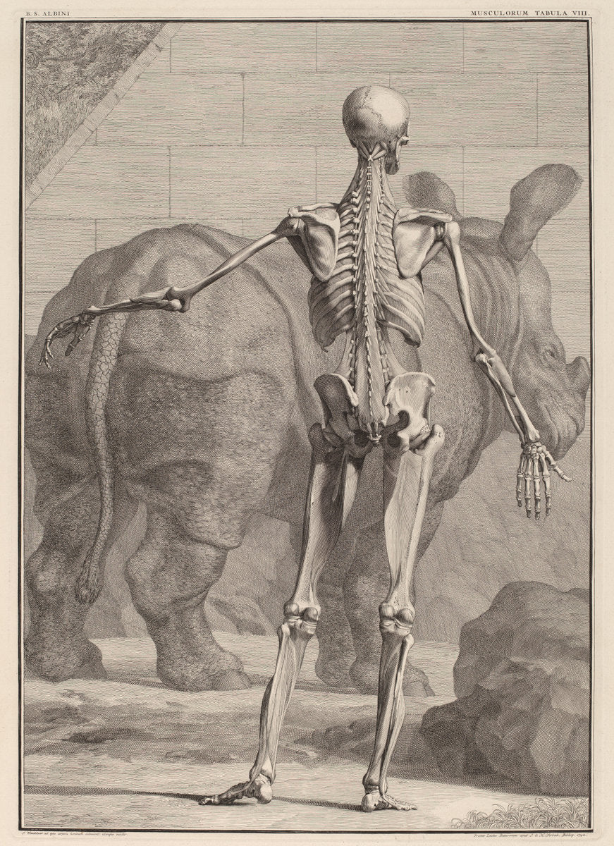 Musculorum Tabula VIII by Jan Wandelaar (Dutch, 1690 - 1759), 16X12"(A3)Poster Print
