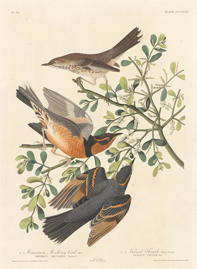 Mountain Mocking-bird and Varied Thrush by Robert Havell after John James Audubon (American, 1793 - 1878), 16X12"(A3)Poster Print