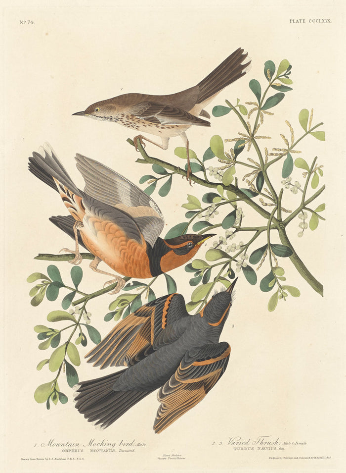 Mountain Mocking-bird and Varied Thrush by Robert Havell after John James Audubon (American, 1793 - 1878), 16X12