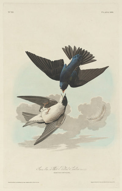 Green-blue or White-bellied Swallow by Robert Havell after John James Audubon (American, 1793 - 1878), 16X12"(A3)Poster Print