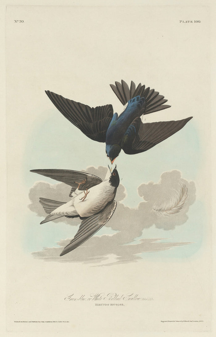 Green-blue or White-bellied Swallow by Robert Havell after John James Audubon (American, 1793 - 1878), 16X12