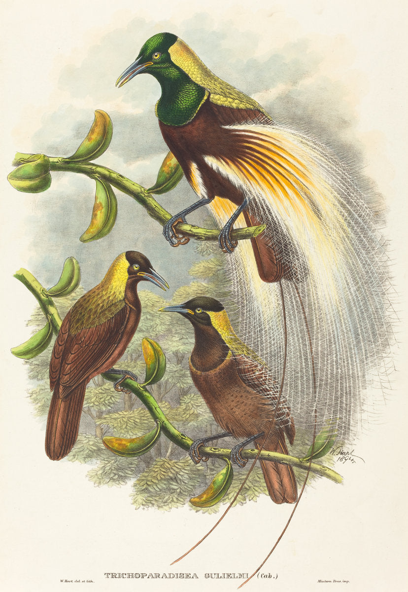 Trichoparadisea Gulielmi by W. Hart (British, active 1851 - 1898), 16X12"(A3)Poster Print