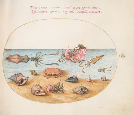 Animalia Aqvatilia et Cochiliata (Aqva): Plate LII by Joris Hoefnagel (Flemish, 1542 - 1600), 16X12"(A3)Poster Print