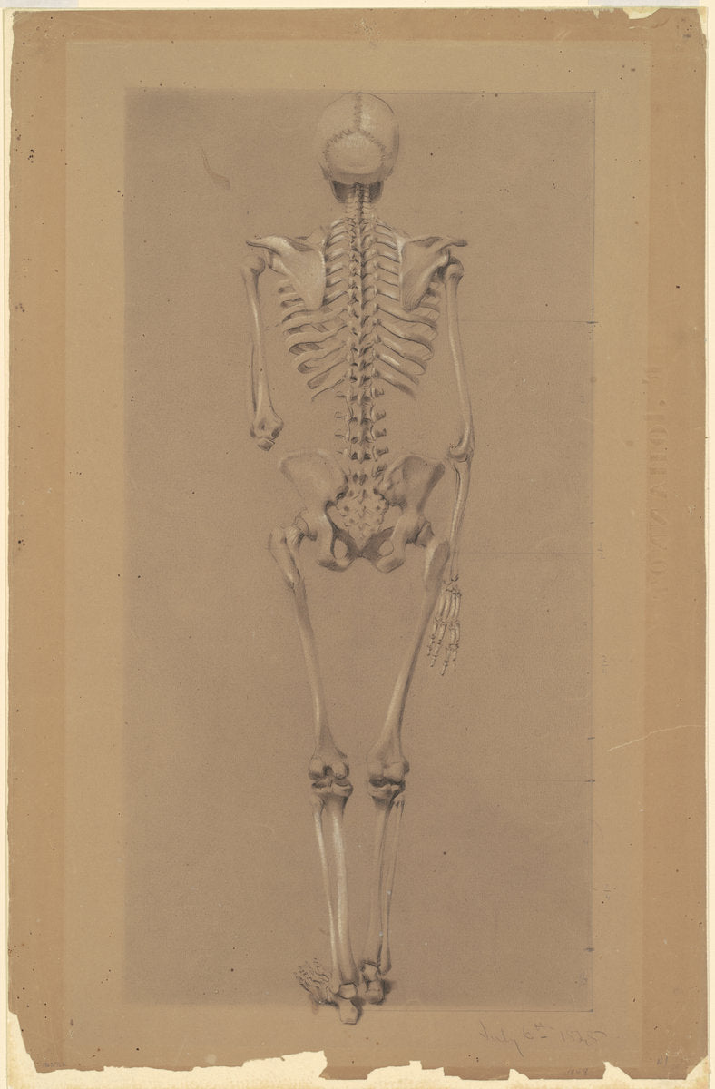 Rear View of a Skeleton by Daniel Huntington (American, 1816 - 1906), 16X12"(A3)Poster Print