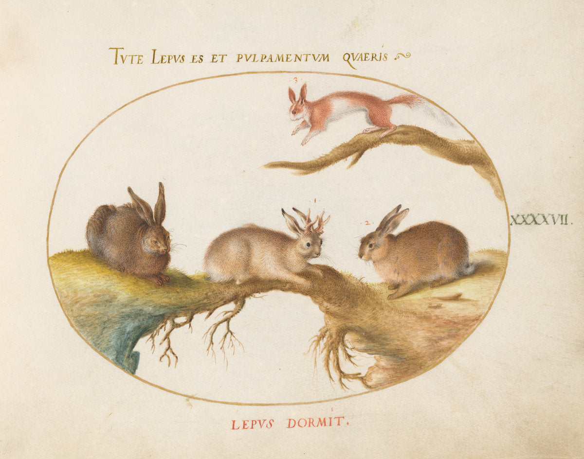 Animalia Qvadrvpedia et Reptilia (Terra): Plate XLVII by Joris Hoefnagel (Flemish, 1542 - 1600), 16X12"(A3)Poster Print