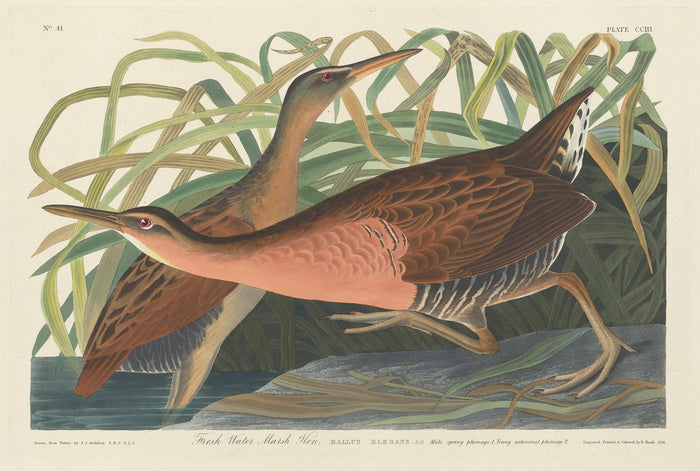 Fresh Water Marsh Hen by Robert Havell after John James Audubon (American, 1793 - 1878), 16X12