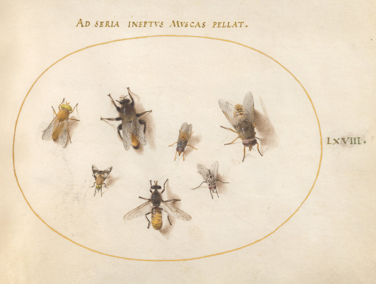 Animalia Rationalia et Insecta (Ignis):  Plate LXVIII by Joris Hoefnagel (Flemish, 1542 - 1600), 16X12"(A3)Poster Print