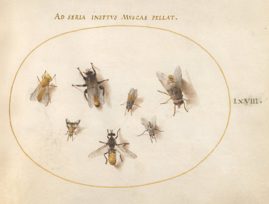 Animalia Rationalia et Insecta (Ignis):  Plate LXVIII by Joris Hoefnagel (Flemish, 1542 - 1600), 16X12"(A3)Poster Print