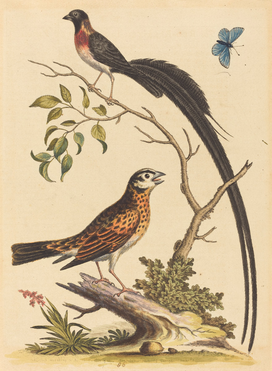 Two Birds, One with Very Long Tailfeathers, and Blue Butterfly by George Edwards (English, 1694 - 1773), 16X12"(A3)Poster Print