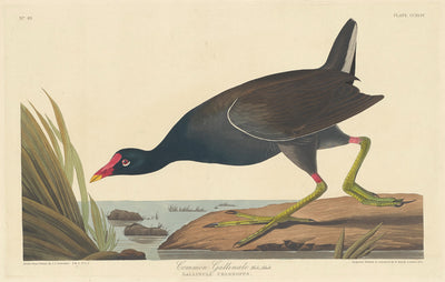 Common Gallinule by Robert Havell after John James Audubon (American, 1793 - 1878), 16X12"(A3)Poster Print