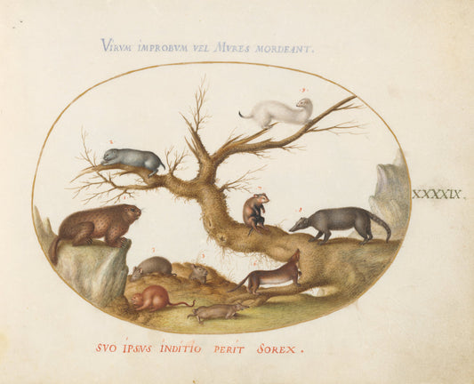 Animalia Qvadrvpedia et Reptilia (Terra): Plate XLIX by Joris Hoefnagel (Flemish, 1542 - 1600), 16X12"(A3)Poster Print