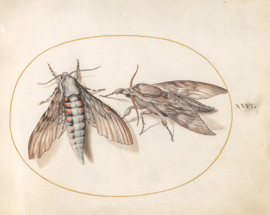 Animalia Rationalia et Insecta (Ignis):  Plate XXVI by Joris Hoefnagel (Flemish, 1542 - 1600), 16X12"(A3)Poster Print