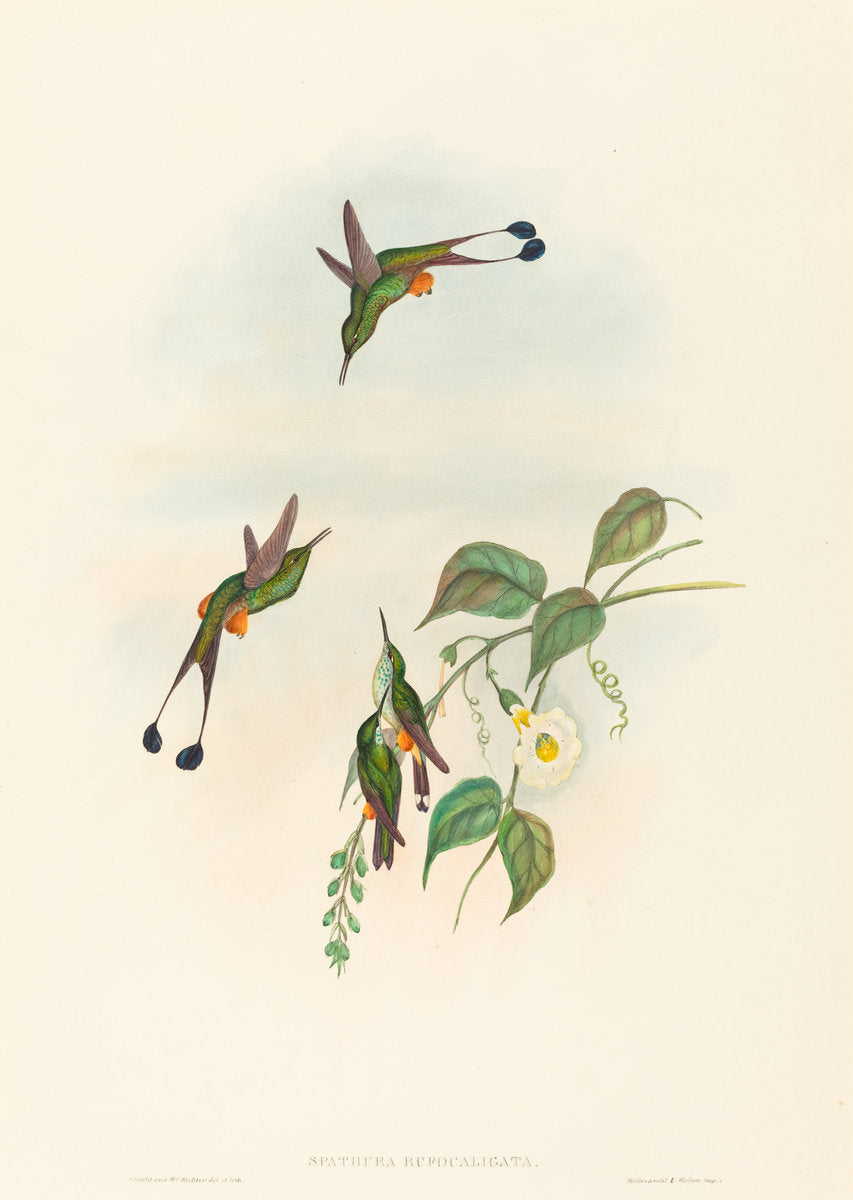Spathura rufocaligata (Red-booted Racket-Tail) by John Gould and H.C. Richter (British, 1804 - 1881), 16X12"(A3)Poster Print