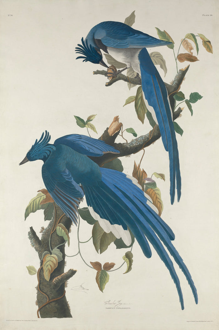 Columbia Jay by Robert Havell after John James Audubon (American, 1793 - 1878), 16X12