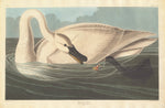 Trumpeter Swan by Robert Havell after John James Audubon (American, born England, 1793 - 1878), 16X12"(A3)Poster Print