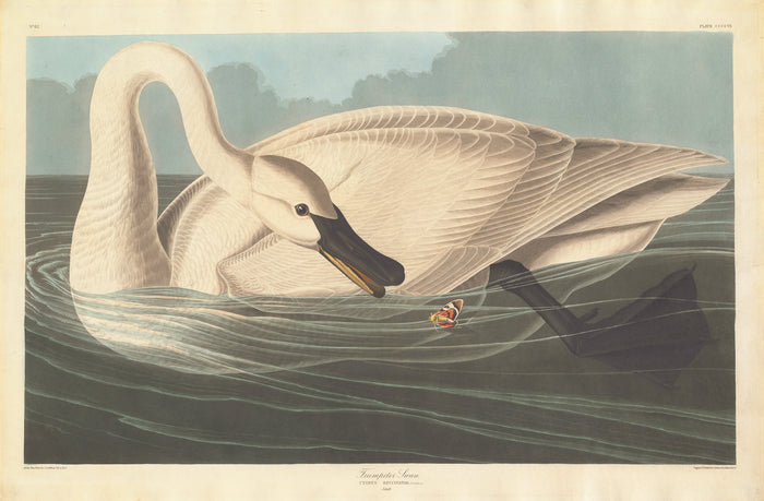 Trumpeter Swan by Robert Havell after John James Audubon (American, born England, 1793 - 1878), 16X12