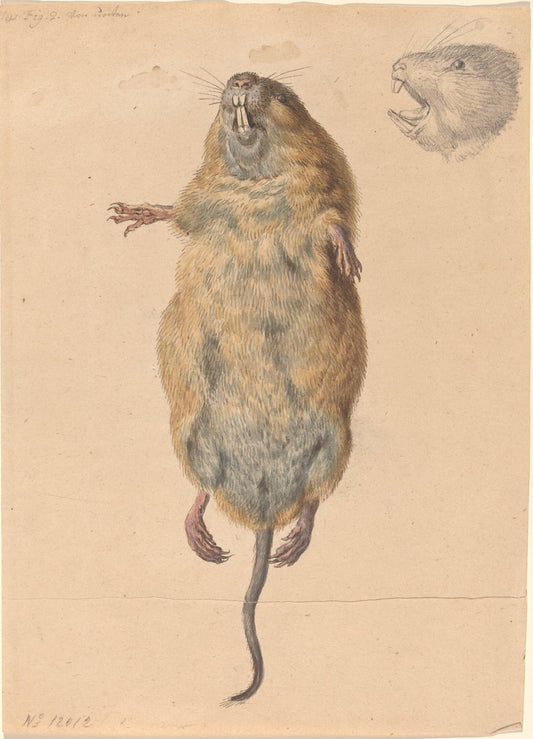 A Field Mouse, from Below by Johann Rudolph Schellenberg (Swiss, 1740 - 1806), 16X12"(A3)Poster Print