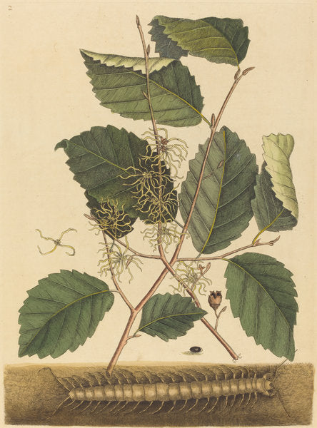 Centipede (Scolopendra morsitans) by Mark Catesby (English, 1679 - 1749), 16X12"(A3)Poster Print