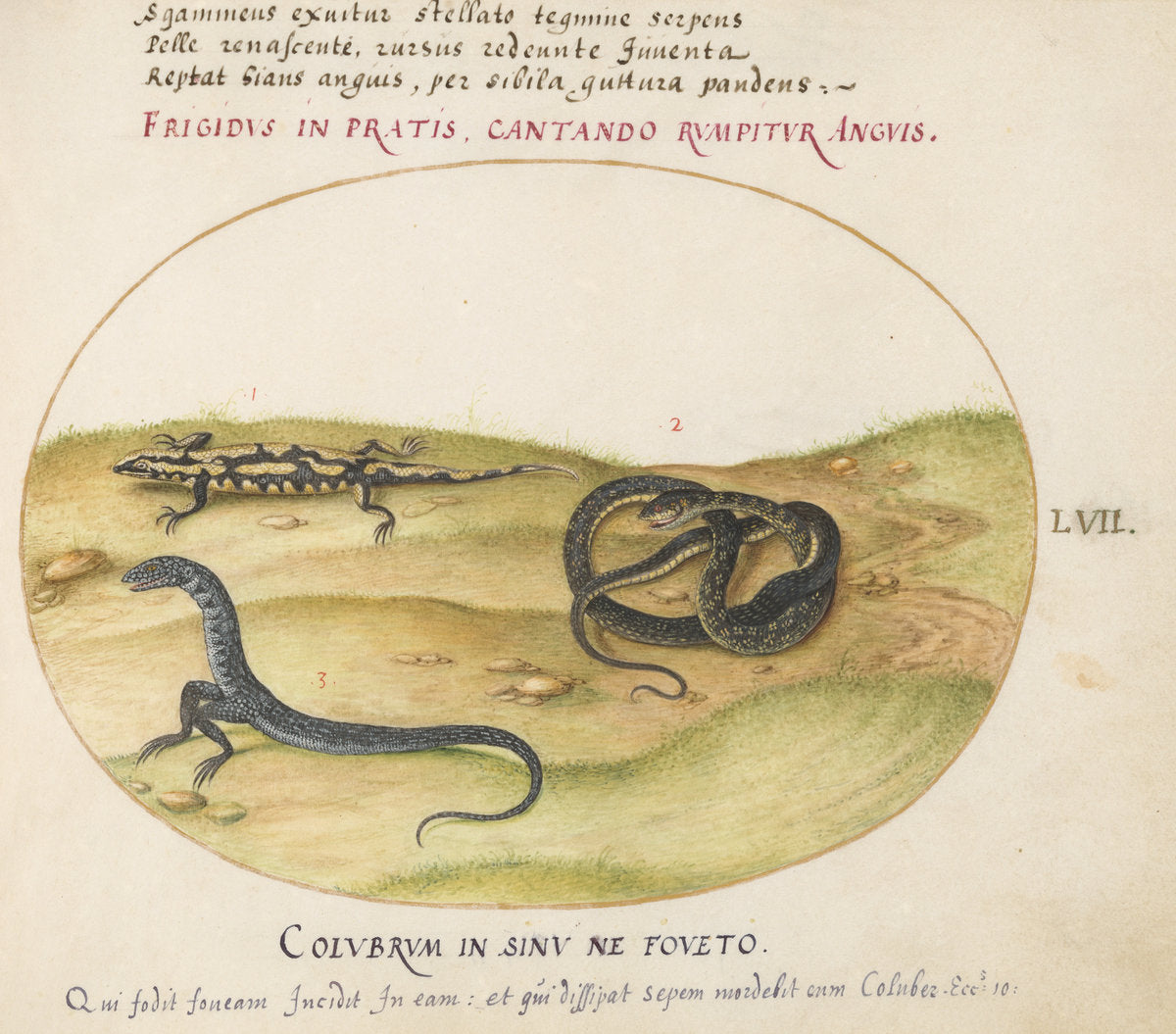Animalia Qvadrvpedia et Reptilia (Terra): Plate LVII by Joris Hoefnagel (Flemish, 1542 - 1600), 16X12"(A3)Poster Print