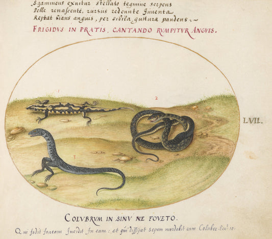 Animalia Qvadrvpedia et Reptilia (Terra): Plate LVII by Joris Hoefnagel (Flemish, 1542 - 1600), 16X12"(A3)Poster Print