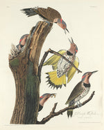 Gold-winged Woodpecker by Robert Havell after John James Audubon (American, 1793 - 1878), 16X12"(A3)Poster Print