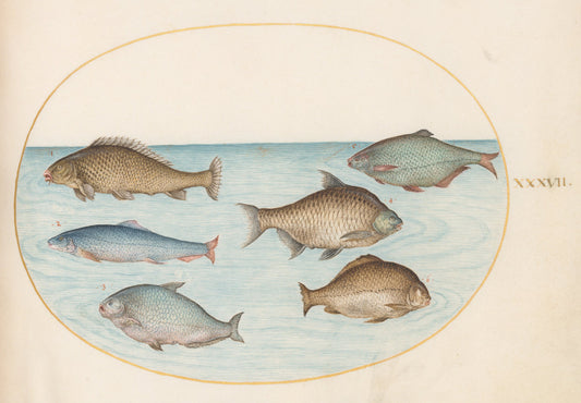 Animalia Aqvatilia et Cochiliata (Aqva): Plate XXXVII by Joris Hoefnagel (Flemish, 1542 - 1600), 16X12"(A3)Poster Print