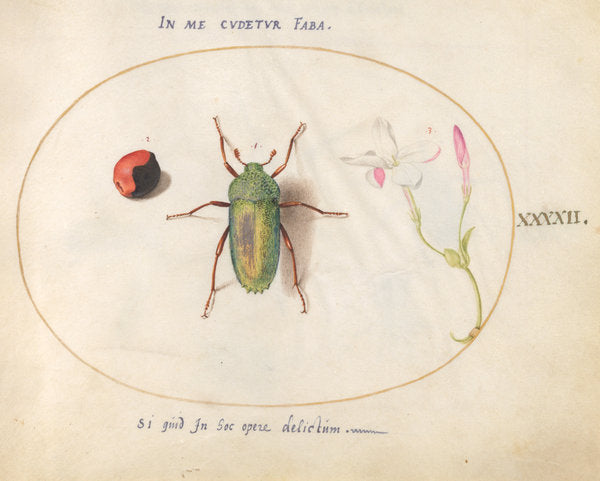 Animalia Rationalia et Insecta (Ignis):  Plate XLII by Joris Hoefnagel (Flemish, 1542 - 1600), 16X12"(A3)Poster Print