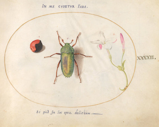 Animalia Rationalia et Insecta (Ignis):  Plate XLII by Joris Hoefnagel (Flemish, 1542 - 1600), 16X12"(A3)Poster Print