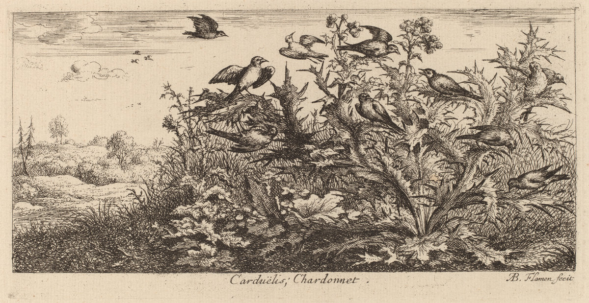 Carduelis, The Goldfinch by Albert Flamen (Flemish, c. 1620 - 1669 or after), 16X12"(A3)Poster Print