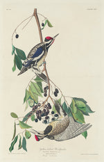 Yellow-bellied Woodpecker by Robert Havell after John James Audubon (American, 1793 - 1878), 16X12"(A3)Poster Print