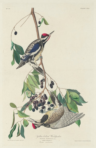 Yellow-bellied Woodpecker by Robert Havell after John James Audubon (American, 1793 - 1878), 16X12