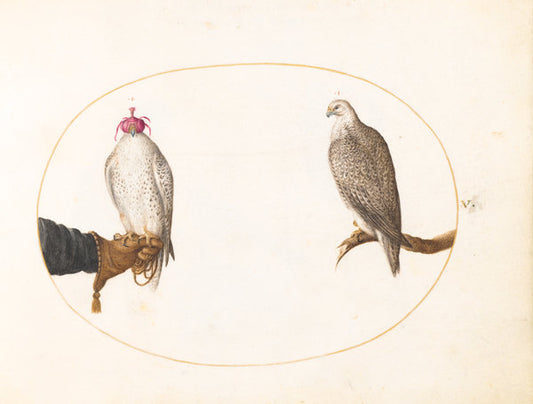 Animalia Volatilia et Amphibia (Aier): Plate V by Joris Hoefnagel (Flemish, 1542 - 1600), 16X12"(A3)Poster Print