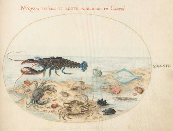 Animalia Aqvatilia et Cochiliata (Aqva): Plate XLIV by Joris Hoefnagel (Flemish, 1542 - 1600), 16X12"(A3)Poster Print