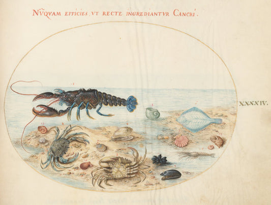 Animalia Aqvatilia et Cochiliata (Aqva): Plate XLIV by Joris Hoefnagel (Flemish, 1542 - 1600), 16X12"(A3)Poster Print