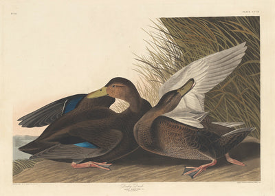 Dusky Duck by Robert Havell after John James Audubon (American, 1793 - 1878), 16X12"(A3)Poster Print