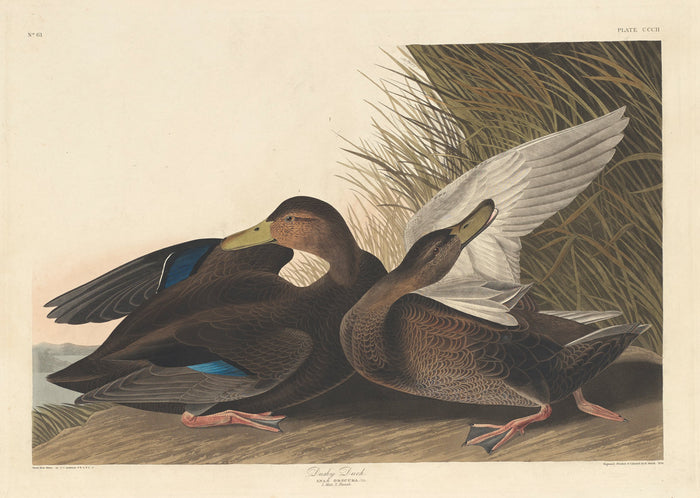 Dusky Duck by Robert Havell after John James Audubon (American, 1793 - 1878), 16X12