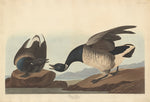 Brant Goose by Robert Havell after John James Audubon (American, 1793 - 1878), 16X12"(A3)Poster Print