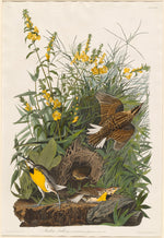 Meadow Lark by Robert Havell after John James Audubon (American, born England, 1793 - 1878), 16X12"(A3)Poster Print