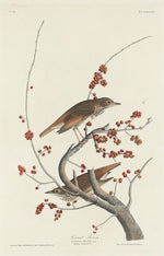 Hermit Thrush by Robert Havell after John James Audubon (American, 1793 - 1878), 16X12"(A3)Poster Print