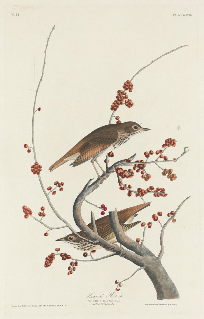 Hermit Thrush by Robert Havell after John James Audubon (American, 1793 - 1878), 16X12