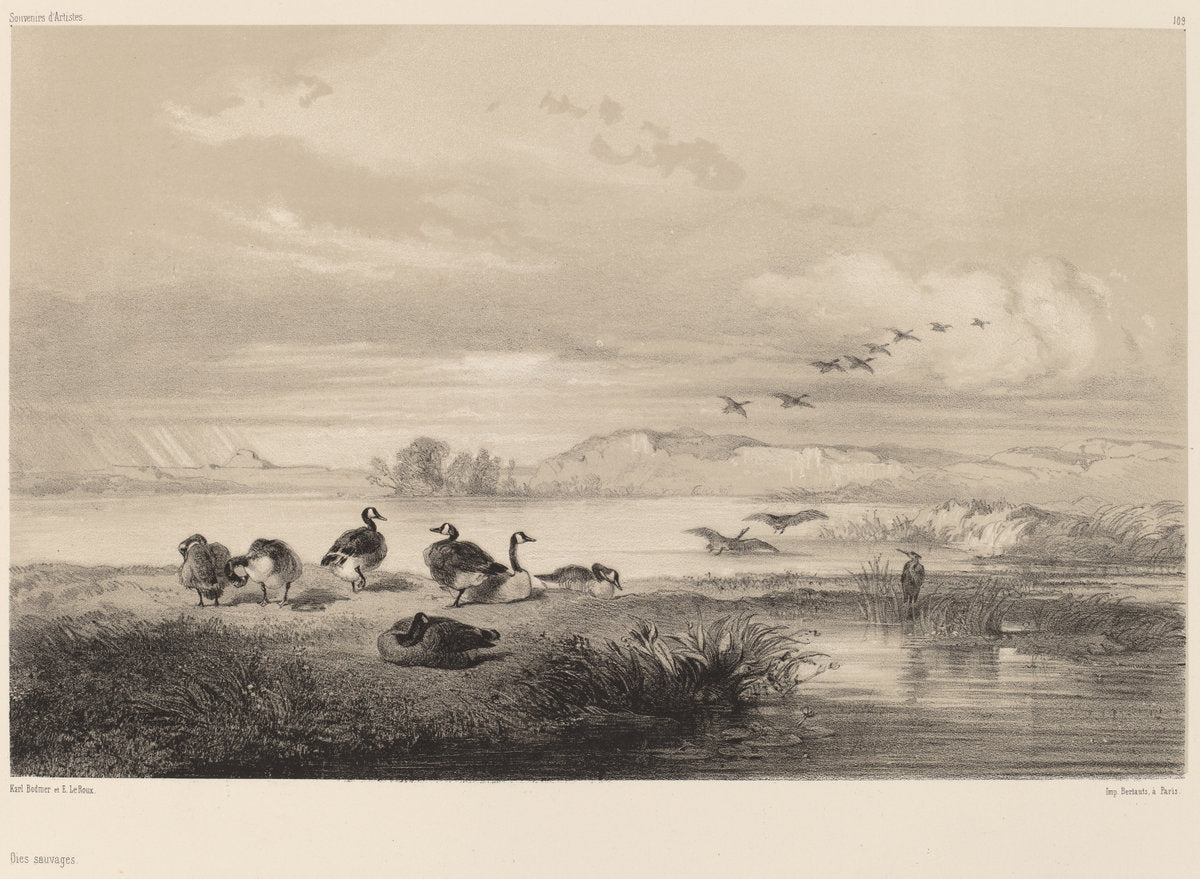 Oies sauvages by Karl Bodmer (Swiss, 1809 - 1893), 16X12"(A3)Poster Print