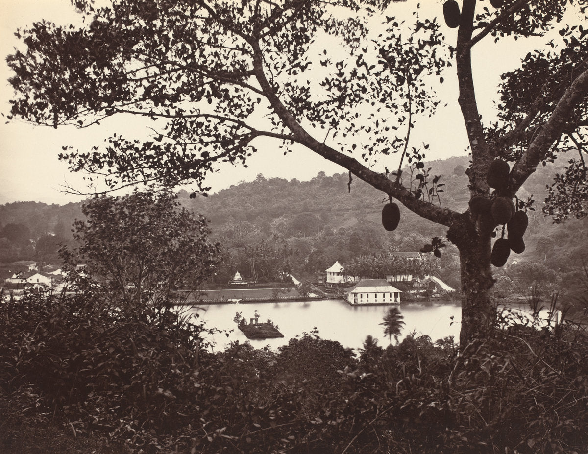 A Peep from Upper Lake Road showing Temple and Island with Park -- fruit tree in foreground by Samuel Bourne (British, 1834 - 1912), 16X12"(A3)Poster Print