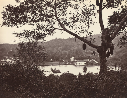 A Peep from Upper Lake Road showing Temple and Island with Park -- fruit tree in foreground by Samuel Bourne (British, 1834 - 1912), 16X12"(A3)Poster Print