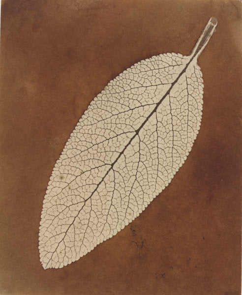 Leaf Study by William Henry Fox Talbot (British, 1800 - 1877), 16X12"(A3)Poster Print