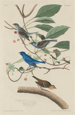 Indigo Bird by Robert Havell after John James Audubon (American, 1793 - 1878), 16X12"(A3)Poster Print