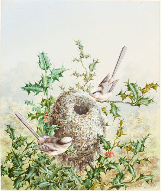 Coral Buntings and Their Nest in a Holly Tree by Harry Bright (British, 1867 - 1897), 16X12"(A3)Poster Print